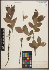 Foto von Salix silesiaca Willd.